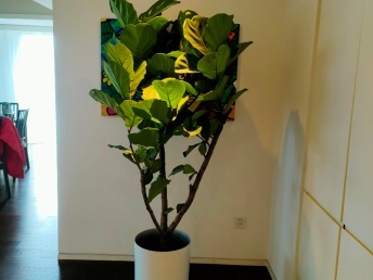 北京绿植花卉销售趋势 年宵与礼品市场的融合与发展