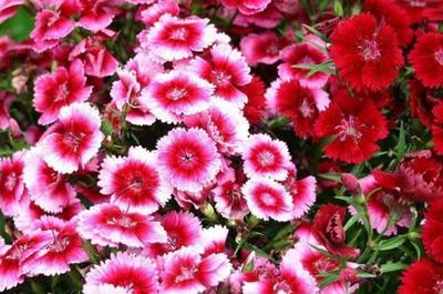 致富养花首选 礼品花卉销售策略与高价值花卉推荐