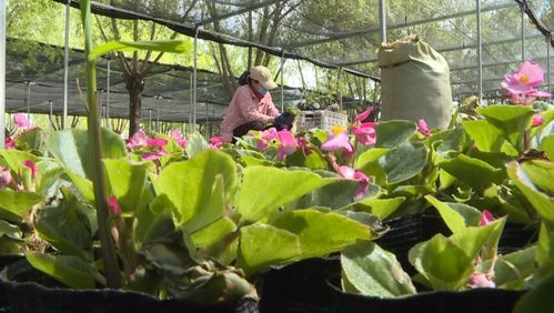 揭秘康巴什园林“花工厂” 礼品花卉销售背后的绿色经济密码