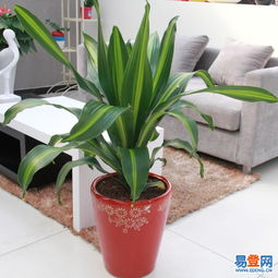 东城东直门易登网礼品花卉销售 专业绿植服务，点亮城市生活