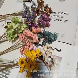 小孔雀苗 新兴礼品花卉市场的璀璨新星