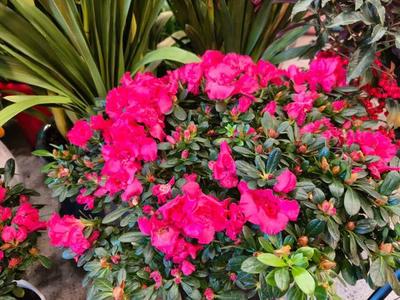 年销花卉迎新春 为春节添彩的礼品花卉市场繁荣